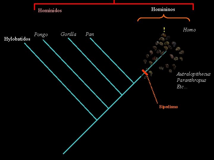 Homininos Homínidos Hylobatidos Pongo Gorilla Pan ! Homo Autralopithecus Paranthropus Etc… Bipedismo 