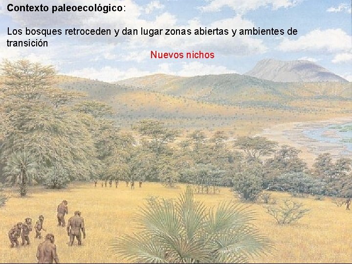 Contexto paleoecológico: Los bosques retroceden y dan lugar zonas abiertas y ambientes de transición