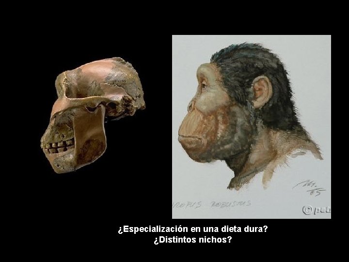 ¿Especialización en una dieta dura? ¿Distintos nichos? 