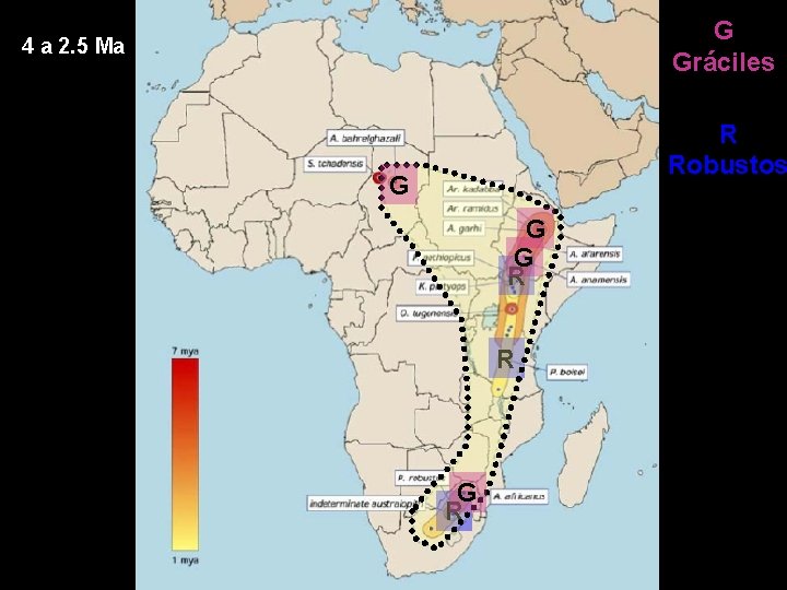 G Gráciles 4 a 2. 5 Ma R Robustos G G G R R