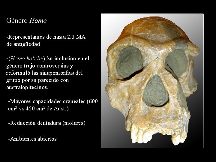 Género Homo -Representantes de hasta 2. 3 MA de antigüedad -(Homo habilis) Su inclusión