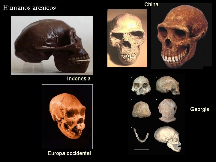 China Humanos arcaicos Indonesia Georgia Europa occidental 