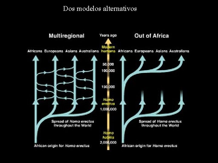 Dos modelos alternativos 