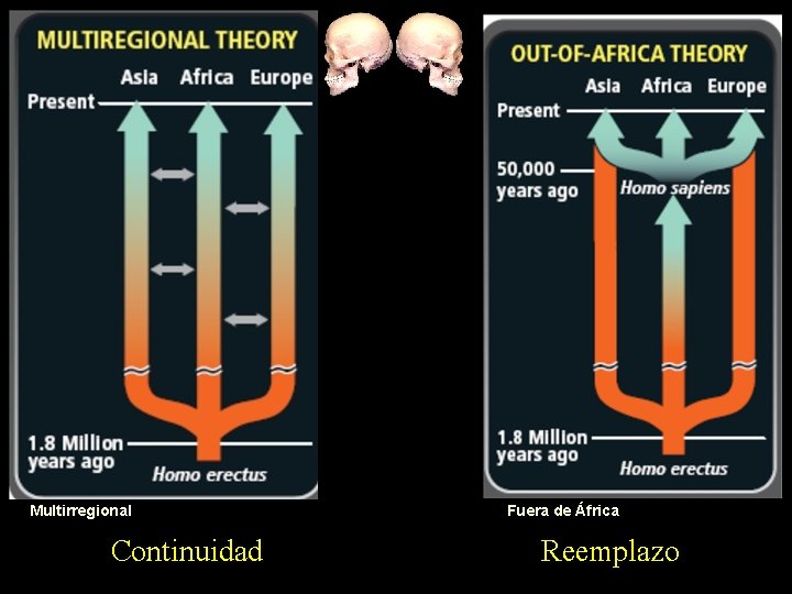 Multirregional Continuidad Fuera de África Reemplazo 