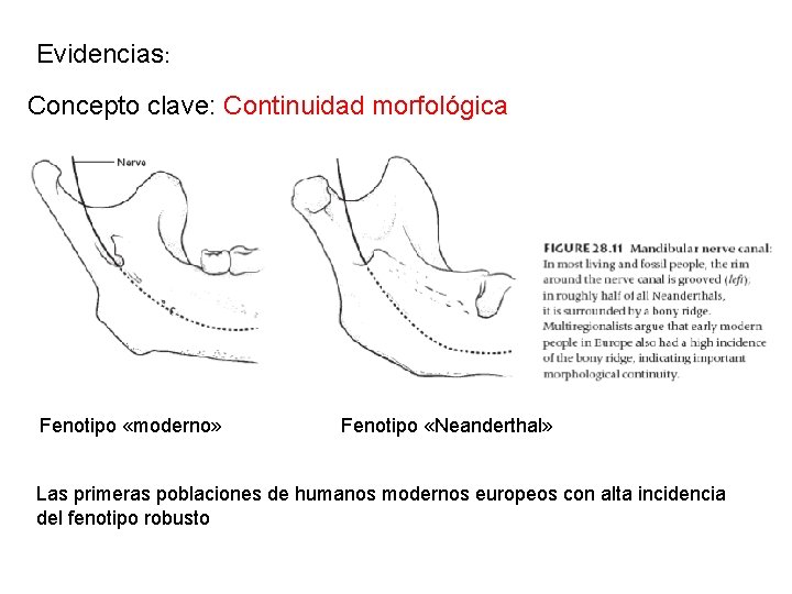 Evidencias: Concepto clave: Continuidad morfológica Fenotipo «moderno» Fenotipo «Neanderthal» Las primeras poblaciones de humanos
