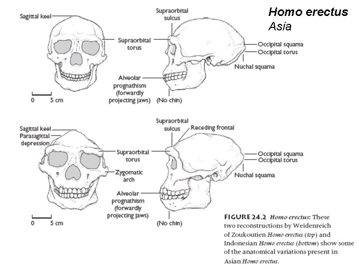 Homo erectus Asia 