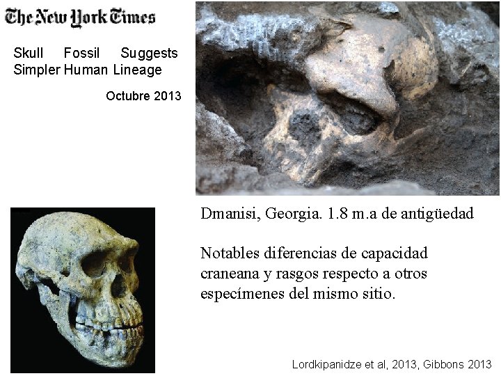 Skull Fossil Suggests Simpler Human Lineage Octubre 2013 Dmanisi, Georgia. 1. 8 m. a