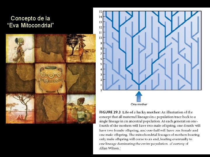 Concepto de la “Eva Mitocondrial” 