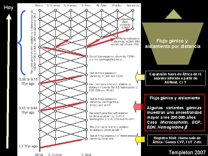Hoy Flujo génico y aislamiento por distancia Expansión fuera de África de H. sapiens
