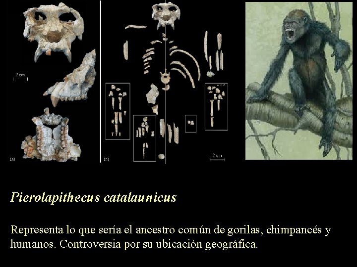 Pierolapithecus catalaunicus Representa lo que sería el ancestro común de gorilas, chimpancés y humanos.