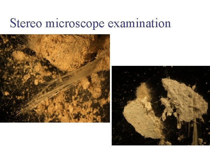 Stereo microscope examination 