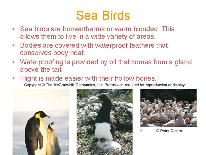 Sea Birds • Sea birds are homeotherms or warm blooded. This allows them to