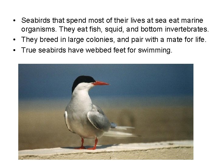  • Seabirds that spend most of their lives at sea eat marine organisms.