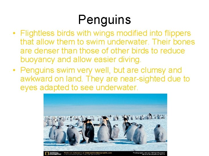 Penguins • Flightless birds with wings modified into flippers that allow them to swim