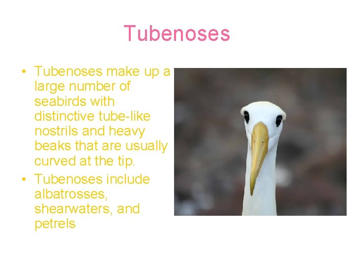 Tubenoses • Tubenoses make up a large number of seabirds with distinctive tube-like nostrils