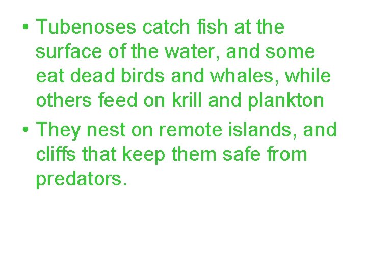  • Tubenoses catch fish at the surface of the water, and some eat