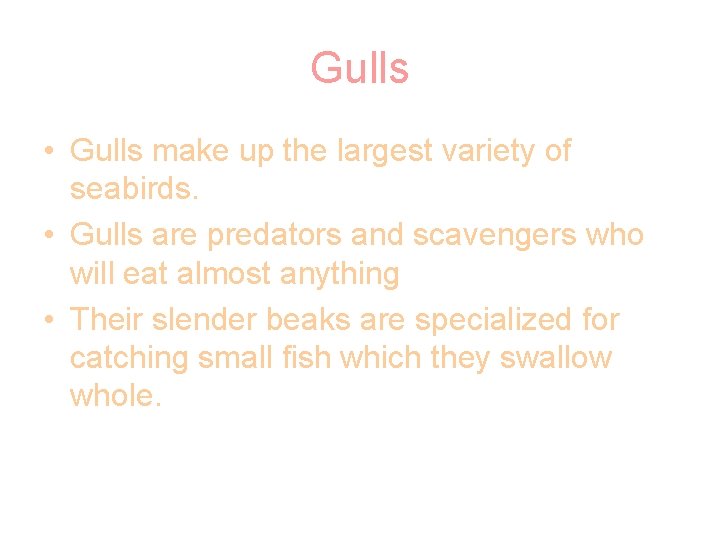 Gulls • Gulls make up the largest variety of seabirds. • Gulls are predators