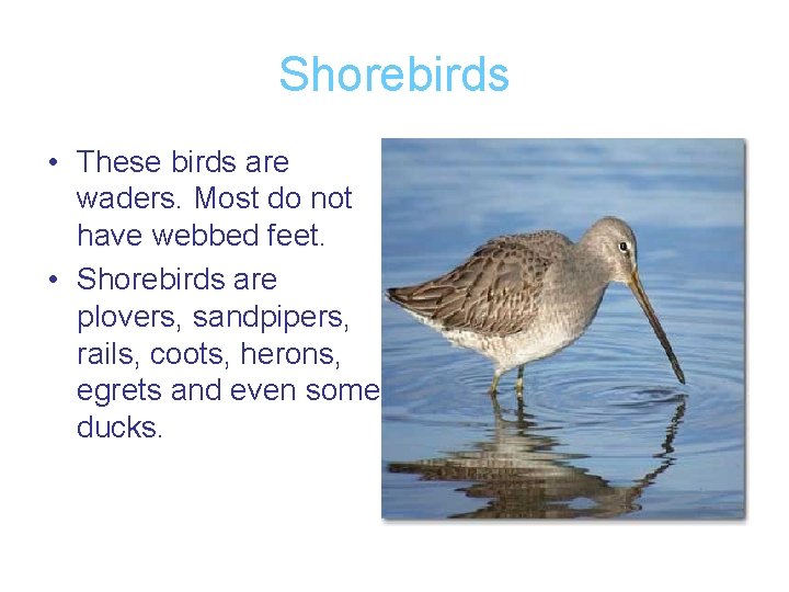 Shorebirds • These birds are waders. Most do not have webbed feet. • Shorebirds