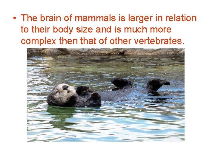  • The brain of mammals is larger in relation to their body size