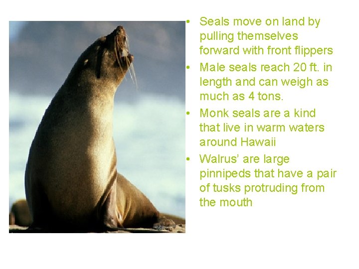  • Seals move on land by pulling themselves forward with front flippers •