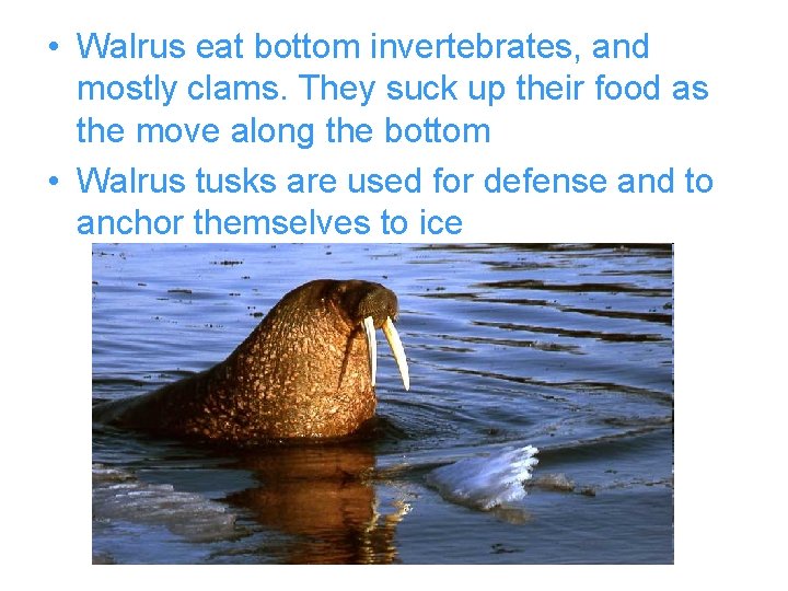  • Walrus eat bottom invertebrates, and mostly clams. They suck up their food