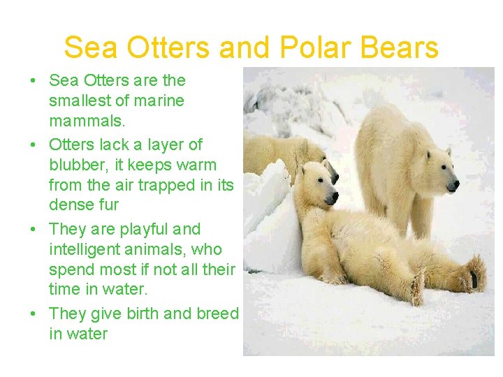 Sea Otters and Polar Bears • Sea Otters are the smallest of marine mammals.