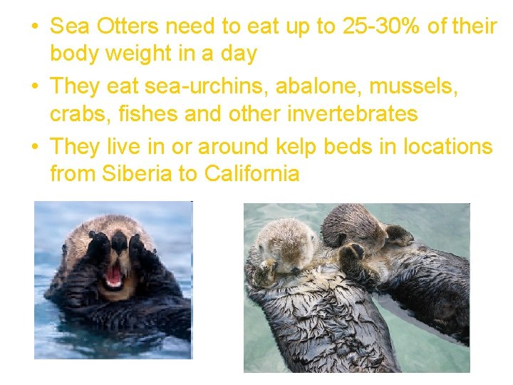  • Sea Otters need to eat up to 25 -30% of their body