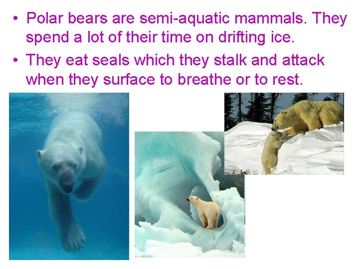  • Polar bears are semi-aquatic mammals. They spend a lot of their time