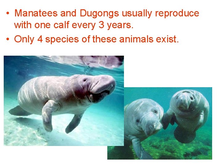  • Manatees and Dugongs usually reproduce with one calf every 3 years. •