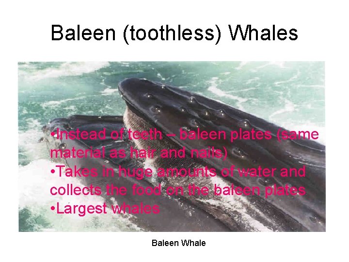 Baleen (toothless) Whales • Instead of teeth – baleen plates (same material as hair