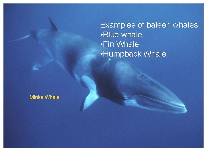 Examples of baleen whales • Blue whale • Fin Whale • Humpback Whale Minke