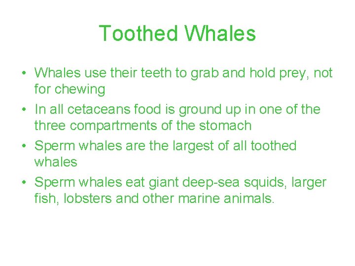 Toothed Whales • Whales use their teeth to grab and hold prey, not for
