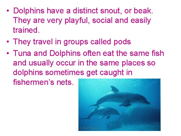  • Dolphins have a distinct snout, or beak. They are very playful, social