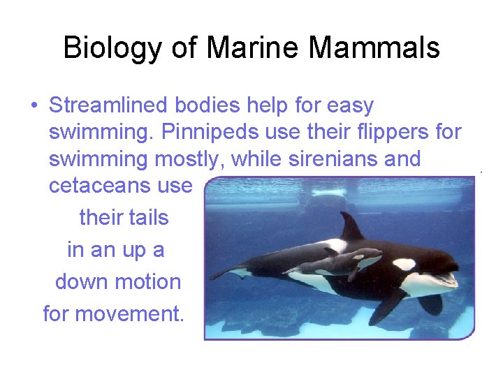 Biology of Marine Mammals • Streamlined bodies help for easy swimming. Pinnipeds use their