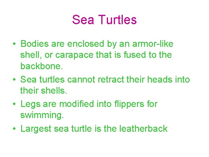 Sea Turtles • Bodies are enclosed by an armor-like shell, or carapace that is