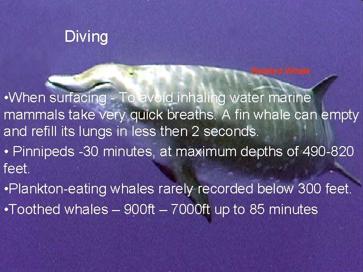 Diving Beaked Whale • When surfacing - To avoid inhaling water marine mammals take