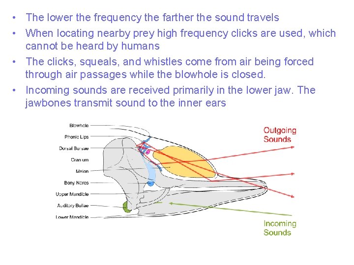  • The lower the frequency the farther the sound travels • When locating