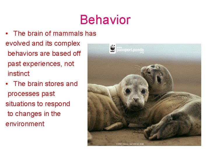 Behavior • The brain of mammals has evolved and its complex behaviors are based