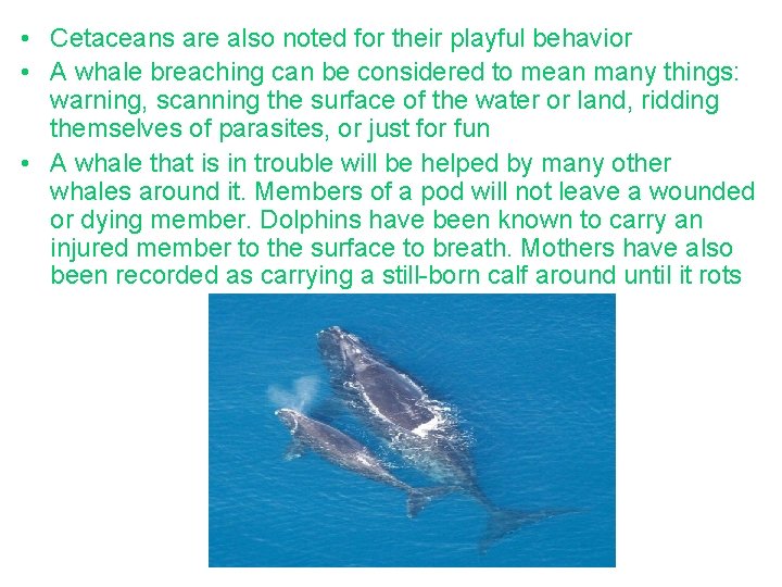  • Cetaceans are also noted for their playful behavior • A whale breaching