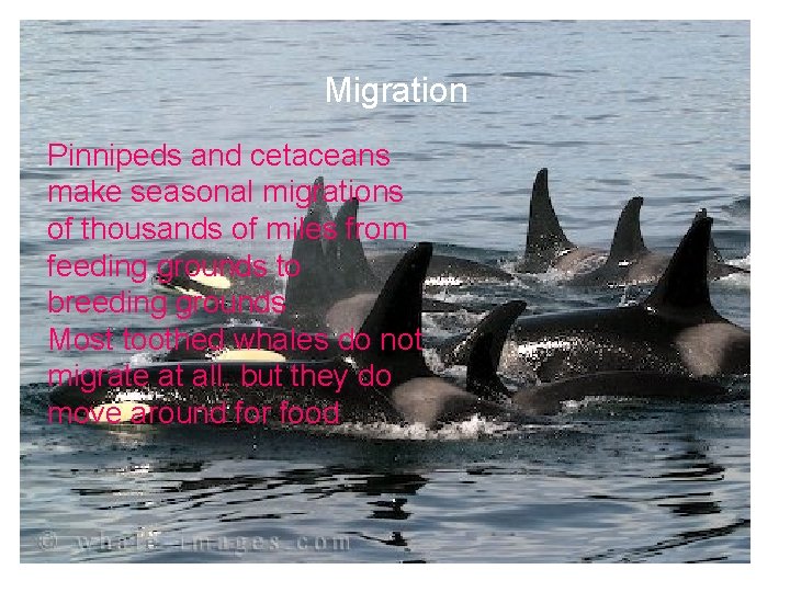 Migration Pinnipeds and cetaceans make seasonal migrations of thousands of miles from feeding grounds