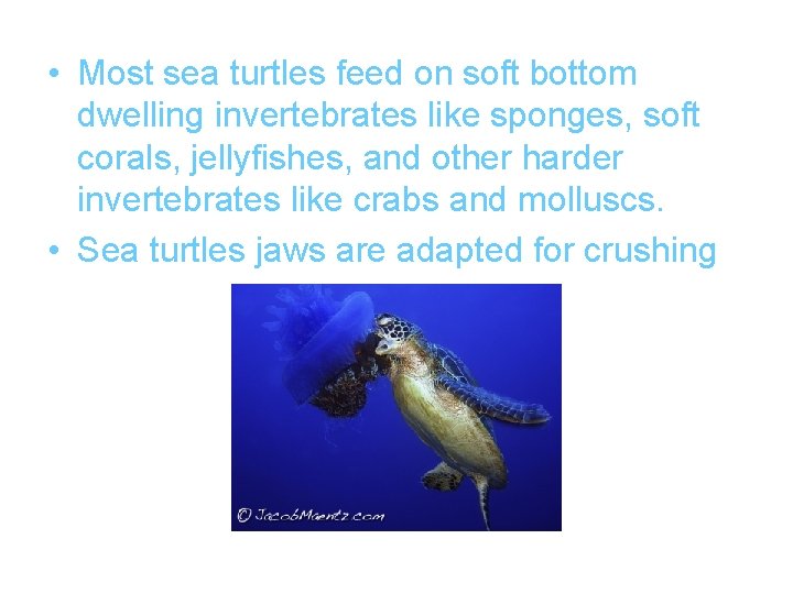  • Most sea turtles feed on soft bottom dwelling invertebrates like sponges, soft