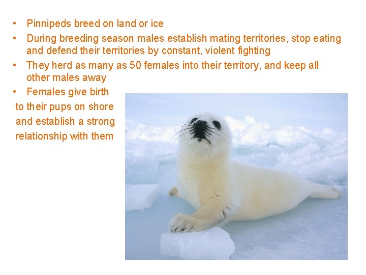  • Pinnipeds breed on land or ice • During breeding season males establish