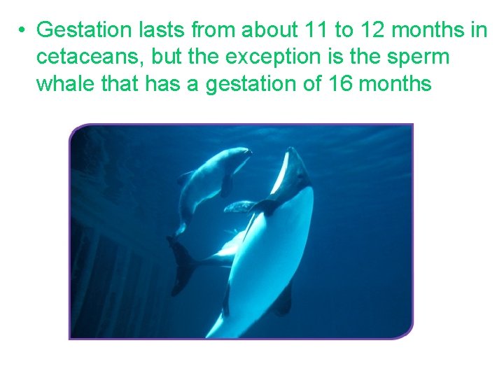  • Gestation lasts from about 11 to 12 months in cetaceans, but the