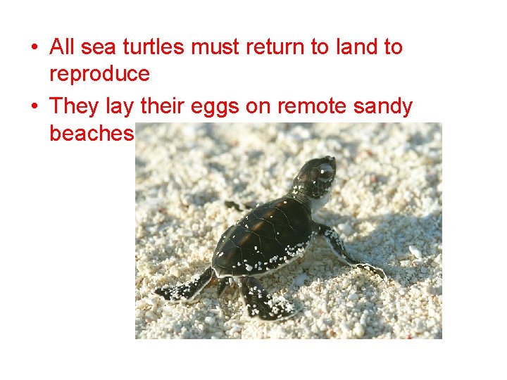  • All sea turtles must return to land to reproduce • They lay
