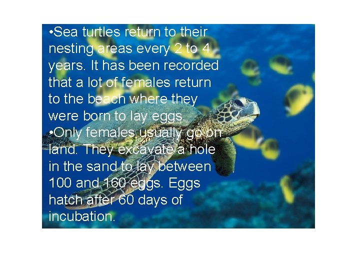  • Sea turtles return to their nesting areas every 2 to 4 years.