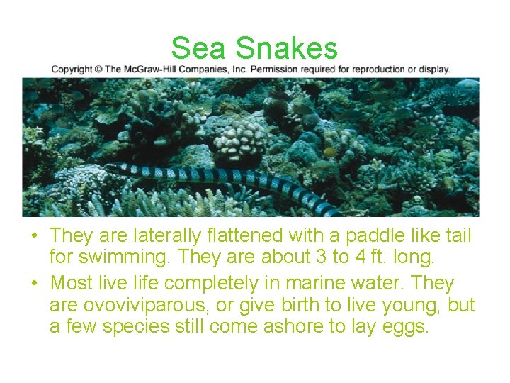 Sea Snakes • They are laterally flattened with a paddle like tail for swimming.