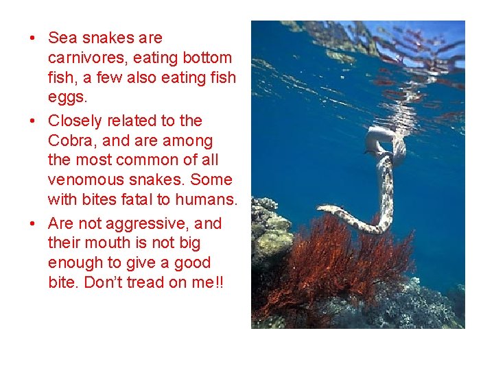  • Sea snakes are carnivores, eating bottom fish, a few also eating fish