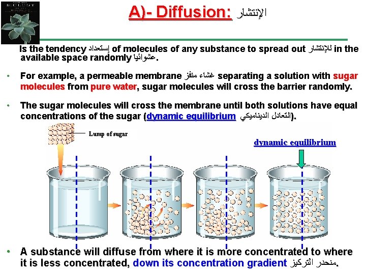 A)- Diffusion: ﺍﻹﻧﺘﺸﺎﺭ Is the tendency ﺇﺳﺘﻌﺪﺍﺩ of molecules of any substance to spread