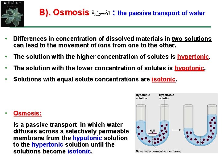 B). Osmosis ﺍﻷﺴﻤﻮﺯﻳﺔ : the passive transport of water • Differences in concentration of