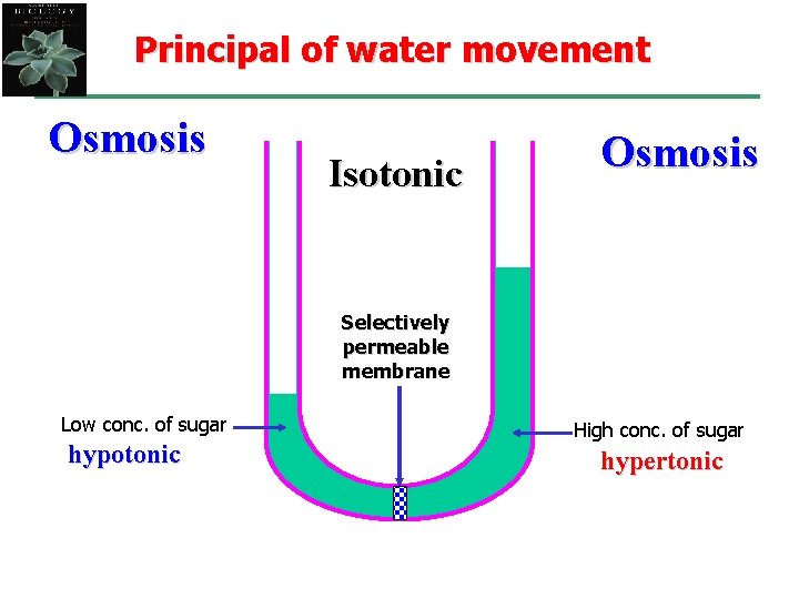 Principal of water movement Osmosis Isotonic Osmosis Selectively permeable membrane Low conc. of sugar